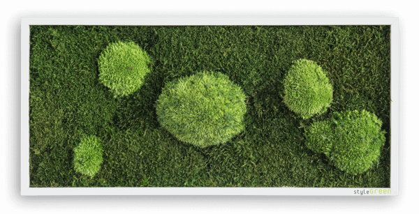 Wald und Kugelmoosbild 57x27 cm mit Befestigungsmaterial