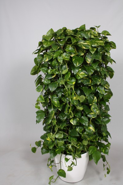 Epipremnum aureum