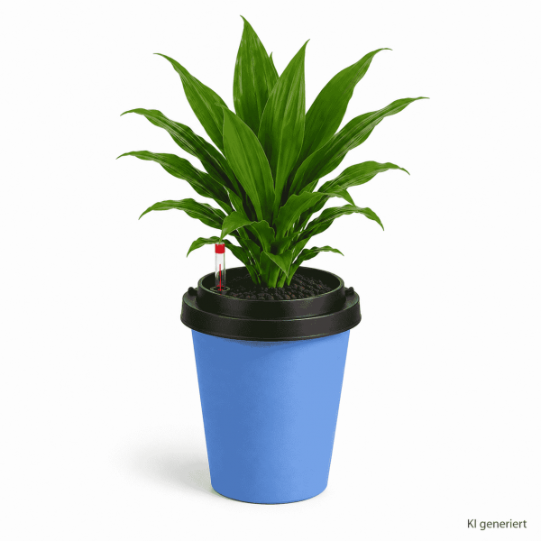 ggreeno® Farbe Blau mit Dracaena Janet Lind