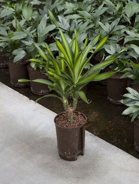 Dracaena derem. Ricki, Kopf im KT 13/12