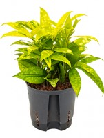 Dracaena | Hydropflanzen | Grtner Gregg-Shop