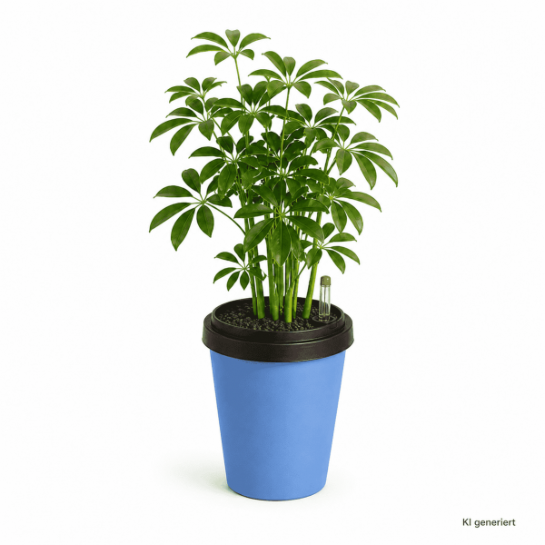ggreeno® Farbe Blau mit Schefflera Arboricola