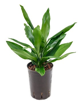 Dracaena fragrans Kopf KT 15/19 Gesamthöhe ca. 40 cm