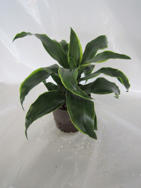 Dracaena Dorado Kopf im KT 13/12 ges. H. ca. 30