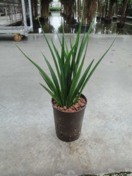 Sanseveria Kirkii friends im KT 15/19 ges. H. ca. 40-50 cm