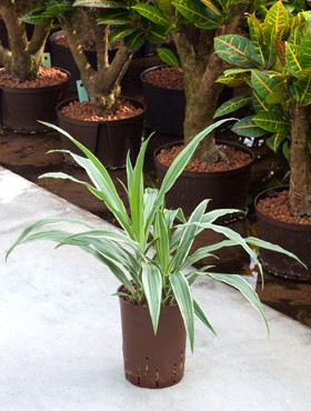 Dracaena Deremenis Kopf im KT 15/19 ges. H. ca. 45 cm