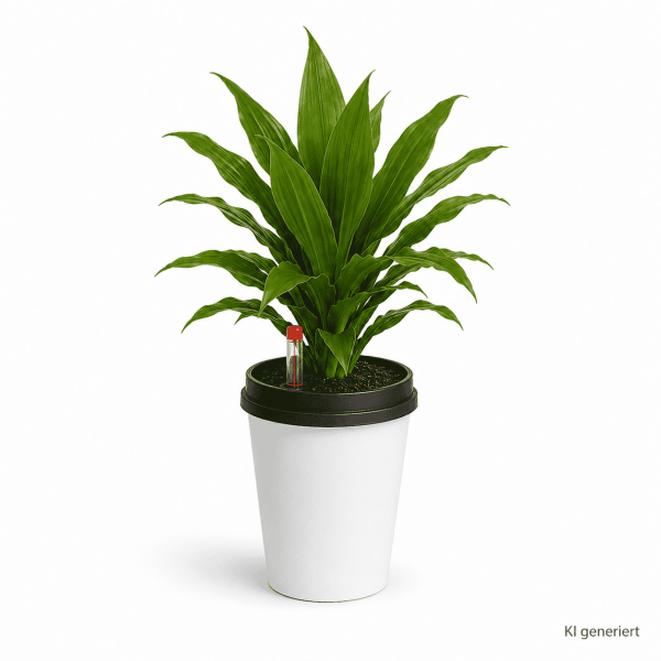 ggreeno® Farbe Weiß mit Dracaena Janet Lind