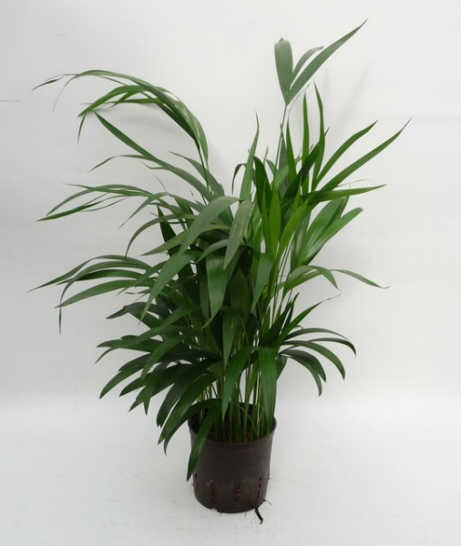 Areca Lutescens (Goldfruchtpalme) 13/12