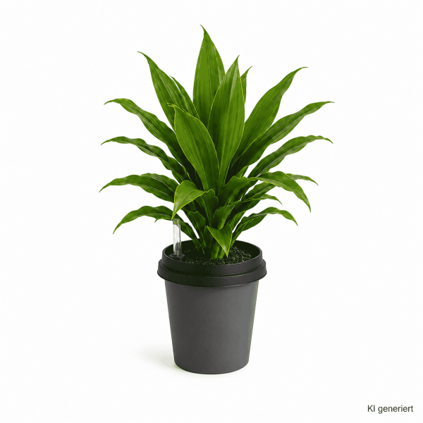 ggreeno® Farbe Anthrazit mit Dracaena Janet Lind