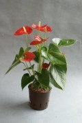 Anthurium andreanum in versch. Größen