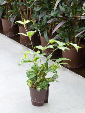 Dracaena godseffiana im Kulturtopf 13/12 ges. H. ca. 2030 cm