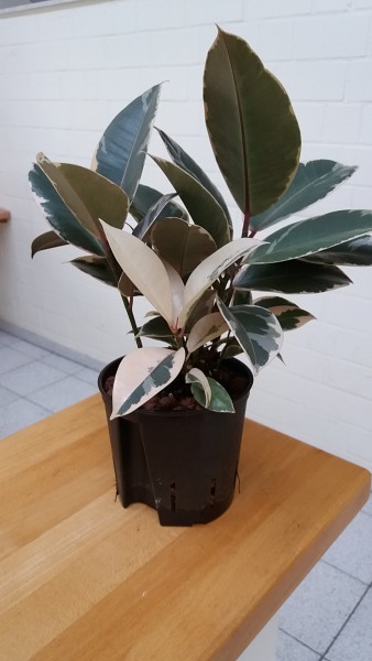 Ficus elastica tineke im KT 13/12 ca. 30-40 cm