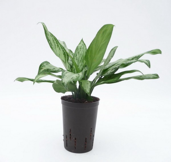 Aglaonema (Kolbenfaden) Silver Queen im KT 15/19