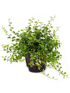 Ficus repens sunny Ranker im Kulturtopf 13/12