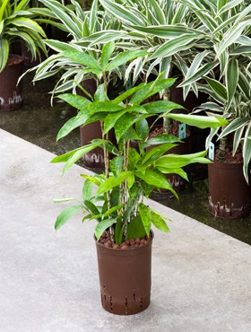 Dracaena surculosa in versch. Größen