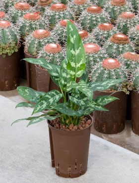 Aglaonema (Kolbenfaden) Maria in versch. Größen