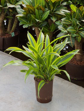 Dracaena Lemon Kopf 15/19 ca. 40 cm