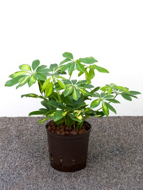 Schefflera arb.Gold Capella im Kulturtopf 13/12 ges. H. ca. 30 cm