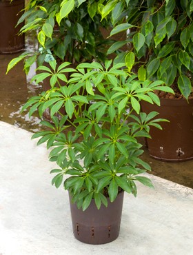 Schefflera louisiana im KT 13/12 ges. H. ca. 30-40 cm