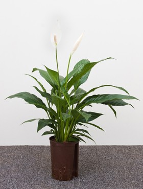 Spathiphyllum Hybriden mont blanc