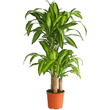 Dracaena &quot;Massangeana&quot; verzweigt