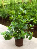 wann beerenobst dngen Purgrn Bio-Beerendnger 1 kg