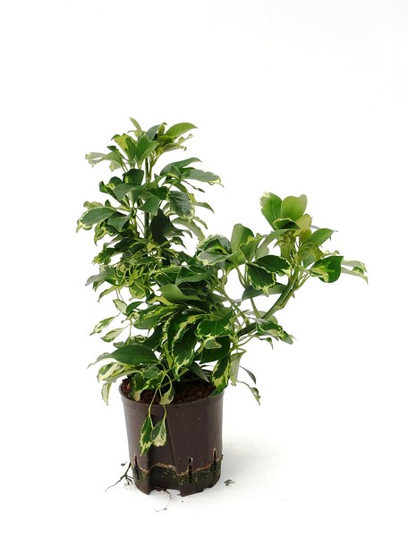 Schefflera sophia im KT 13/12 ges. H. ca. 30-40 cm