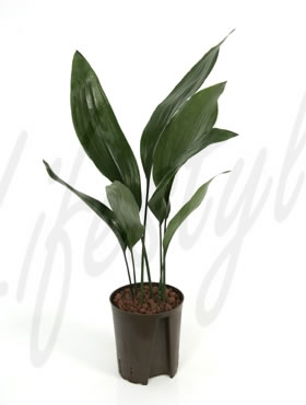 cheap bonsai tree Bonsaify