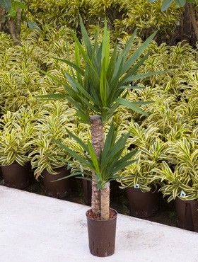 Yucca Elephantipes im KT 15/19 (60-30) ges. H. c.a. 90-100 cm