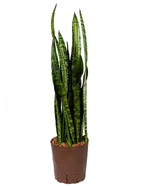 Sansevieria Coral Black im Kulturtopf 18/19 ges. H. ca. 60 cm