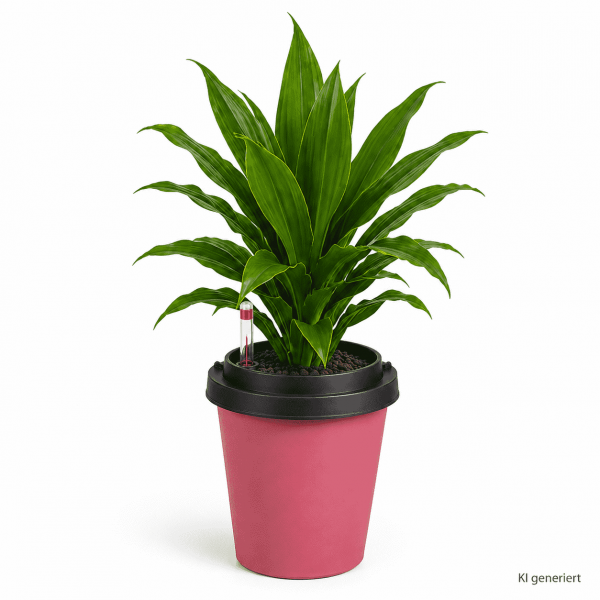 ggreeno® Farbe Rot mit Dracaena Janet Lind