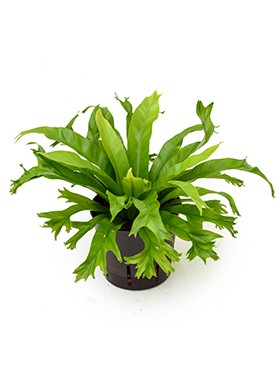 Asplenium Amy KT 13/12