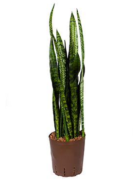 Sansevieria Coral Black im Kulturtopf 18/19 ges. H. ca. 60 cm | Hydrokultur-Pflanzen  von L-Z | Hydropflanzen | Grtner Gregg-Shop