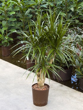 Dracaena marginata verzweigt (Drachenbaum) in versch. Größen